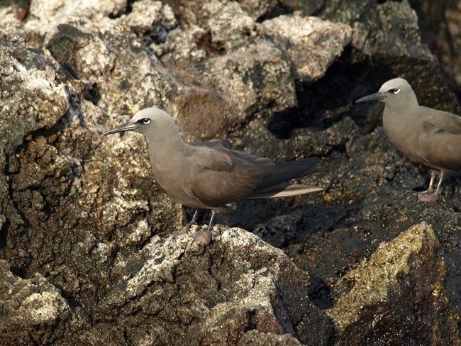 ../../Pictures/050210/094 Lavamoeve.JPG